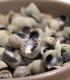 Comprar caracolillos o bígaros online | Pescadería online