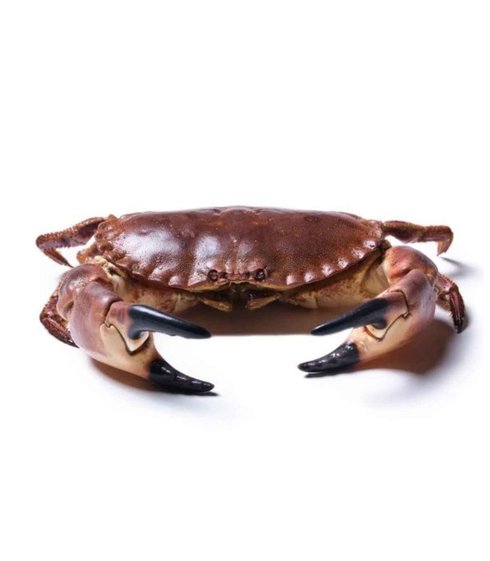 Buey gigante de mar del Cantábrico | comprar buey de mar | Comprar masera