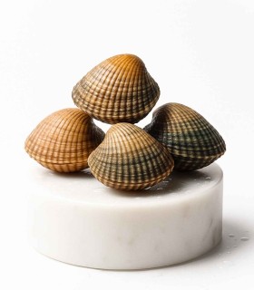 Berberecho gordo | Comprar berberecho | pescadería online