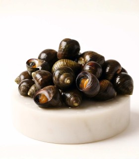 Comprar bígaro| Comprar marisco | ¡Envío en 24 horas!