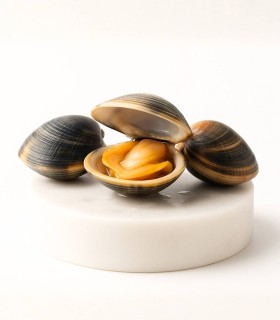 Comprar almeja fina gallega pequeña