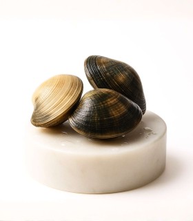 Almeja fina gallega extra