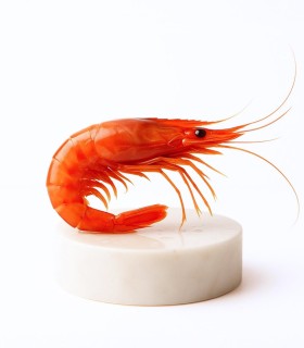 Comprar gamba roja de Palamós especial | Comprar marisco fresco online | ¡Comprar ahora!