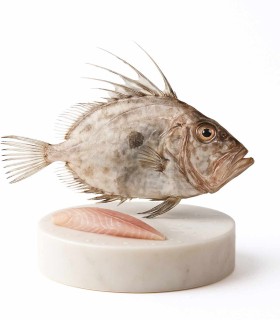 Comprar pescado online Gallo de San Pedro o San Martín