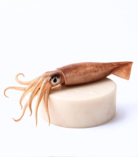 Comprar calamar online