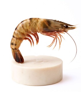 Langostino Tigre Grande | Fresco o Cocido | ¡Envío 24 horas!