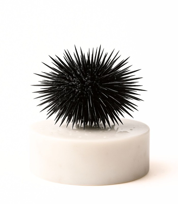 Comprar erizo de mar