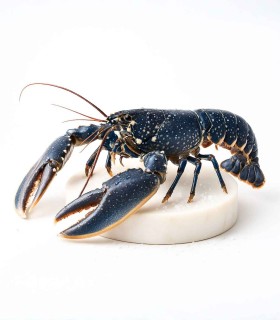 Comprar Bogavante del Cantábrico