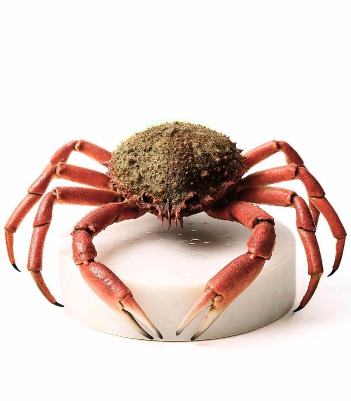 Centollo de las rías gallegas