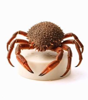 comprar marisco online | Comprar centolla gallega