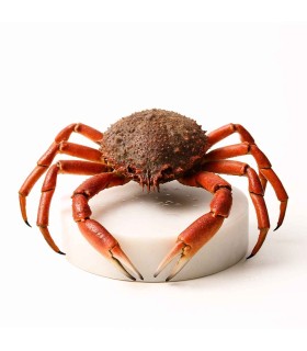 Comprar Centollo del Atlántico online