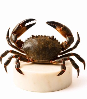 Comprar nécora del Cantábrico gorda