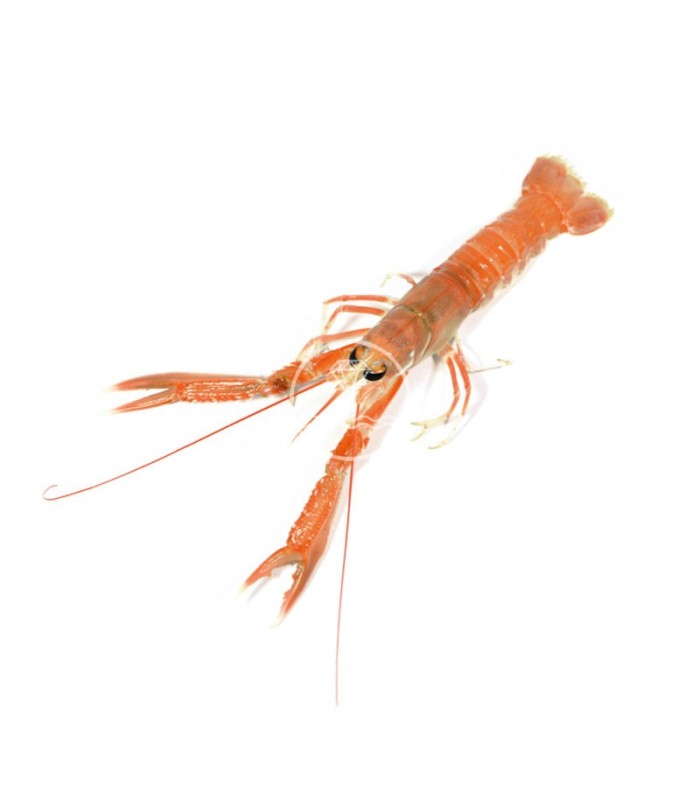 cigala pequeña del cantábrico