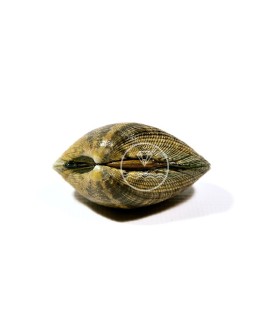 Almeja de Carril semicultivo