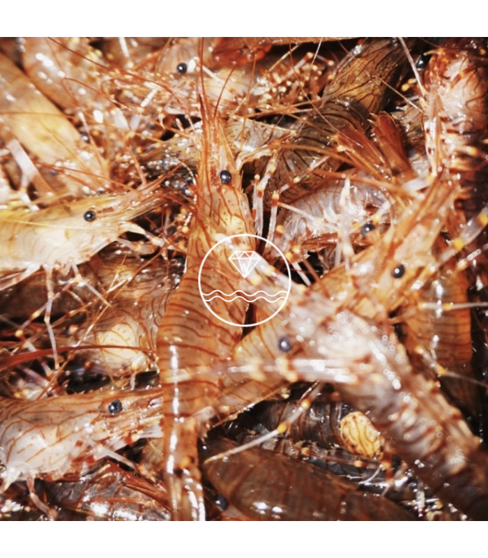 Comprar camarón especial de la ría | Comprar camarones | Envío en 24 horas