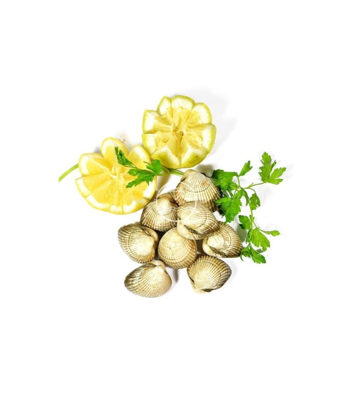 Comprar berberecho gordo online