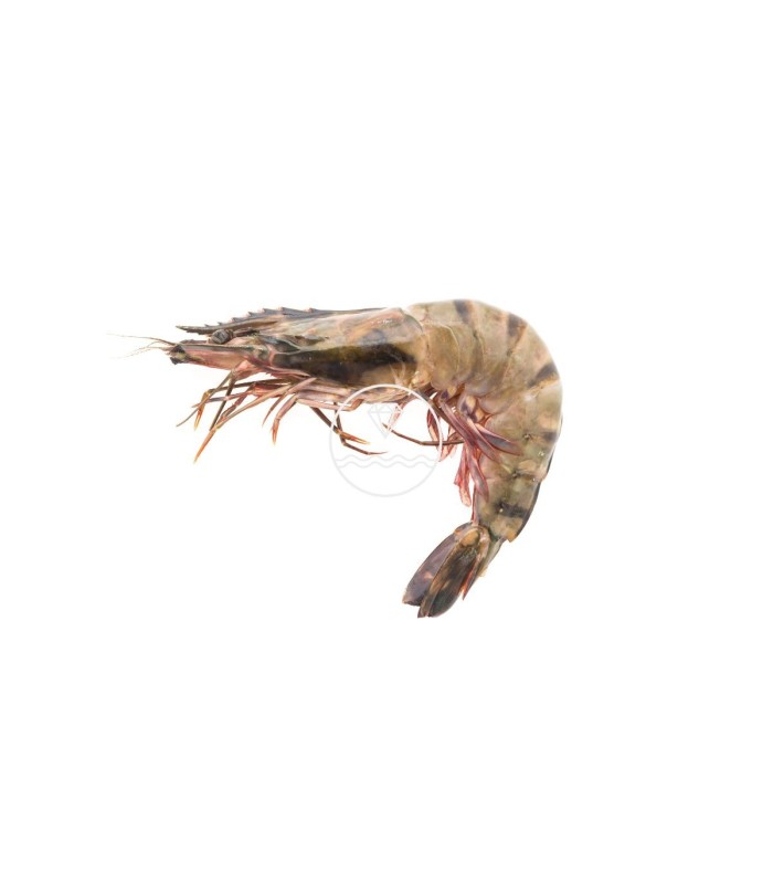 Comprar langostino tigre de Huelva mediano
