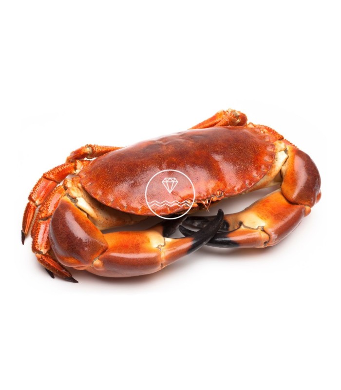 Buey gigante de mar del Cantábrico | comprar masera