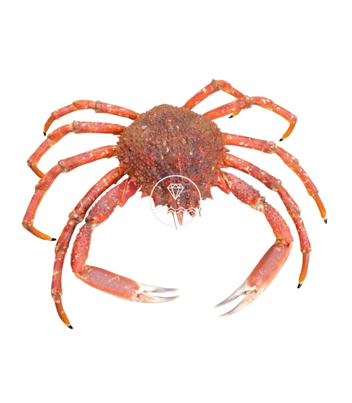 Comprar centollo del Atlántico