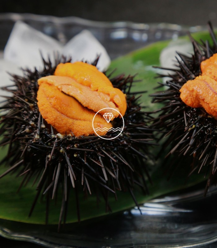 Comprar erizo de mar