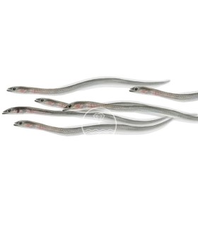 comprar Angulas de Aguinaga