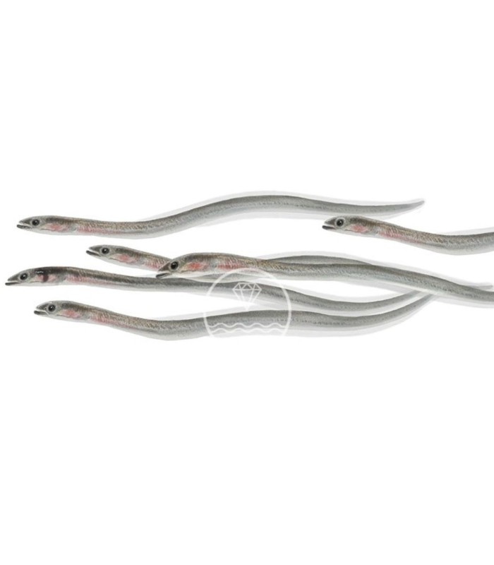 comprar Angulas de Aguinaga