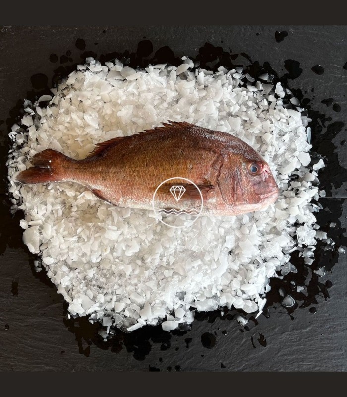 Comprar machote o pargo online