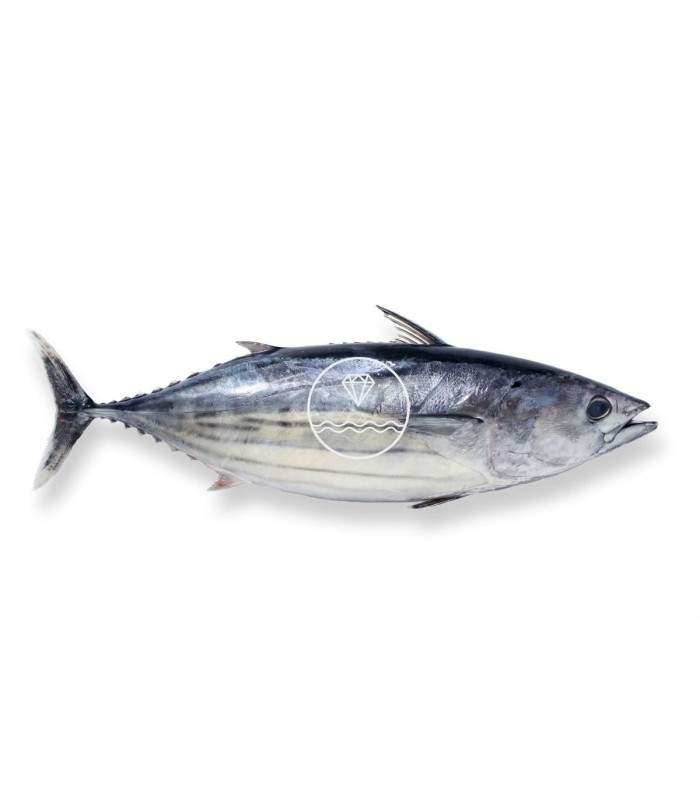 Comprar Bonito del Cantábrico online |  Bonito del norte online