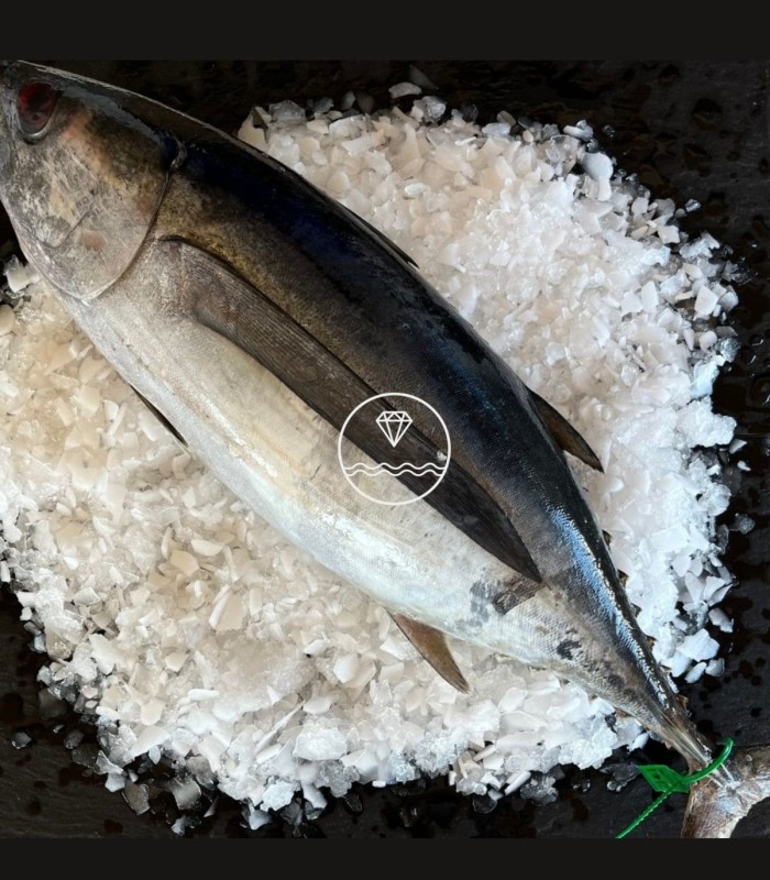 Bonito del Cantábrico