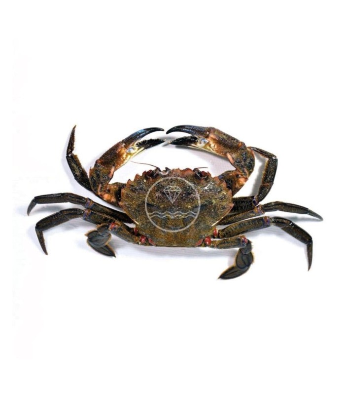 Comprar nécora viva del cantábrico | Pescadería online