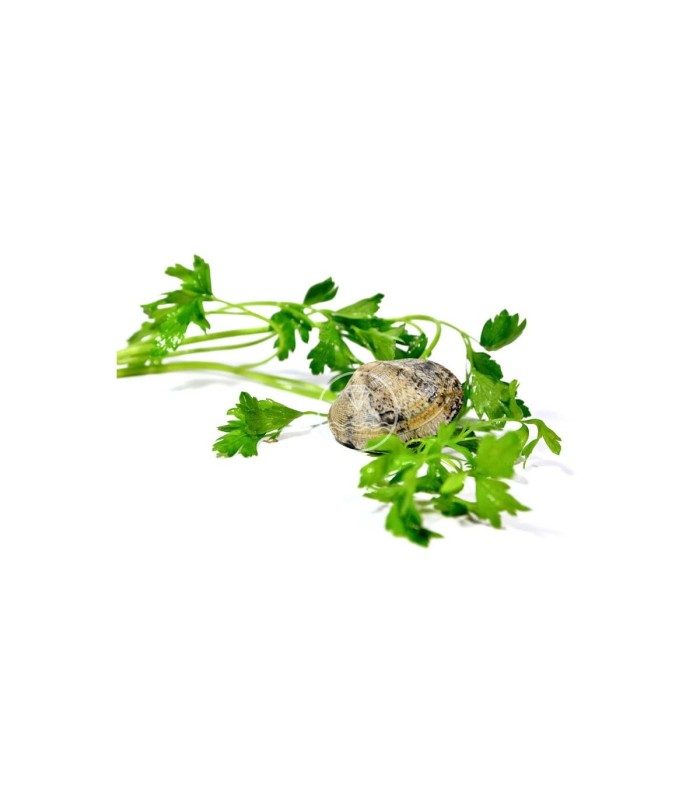 Almeja fina gallega grande