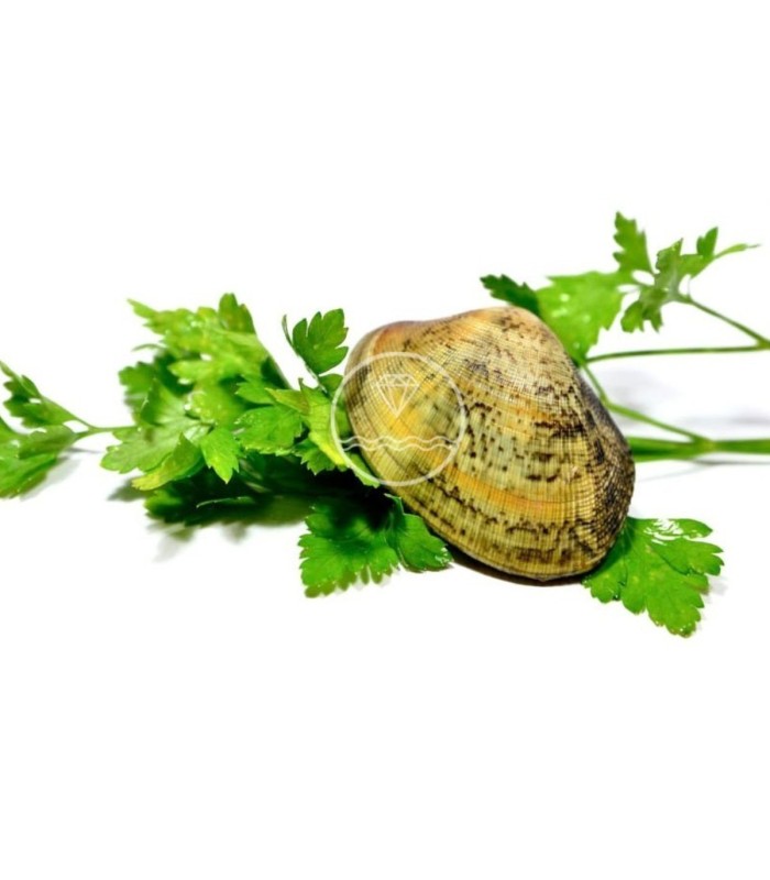 Almeja fina gallega extra