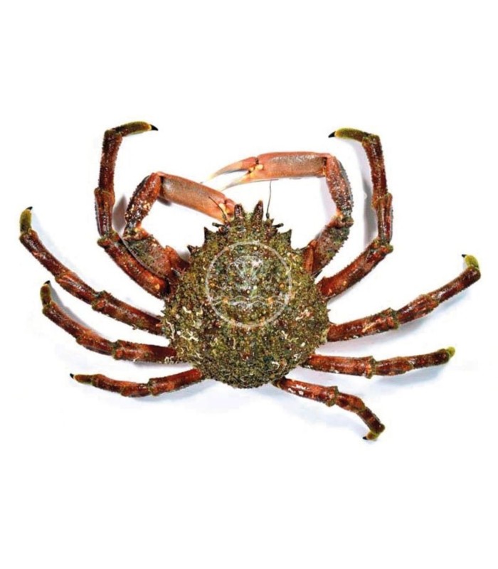 Centollo de las rías gallegas