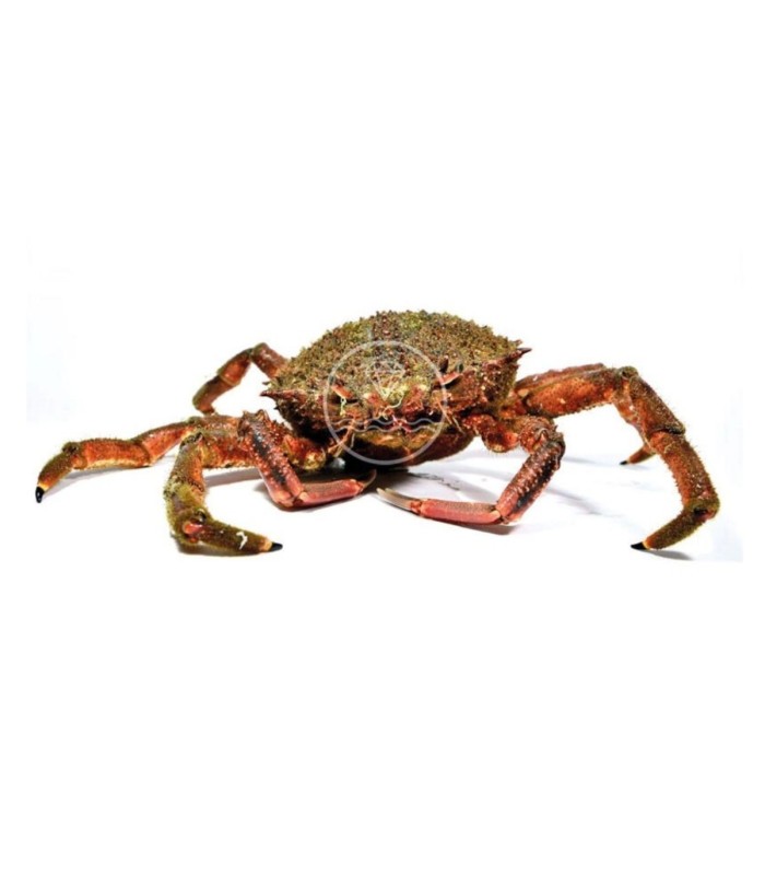 Centollo de las rías gallegas