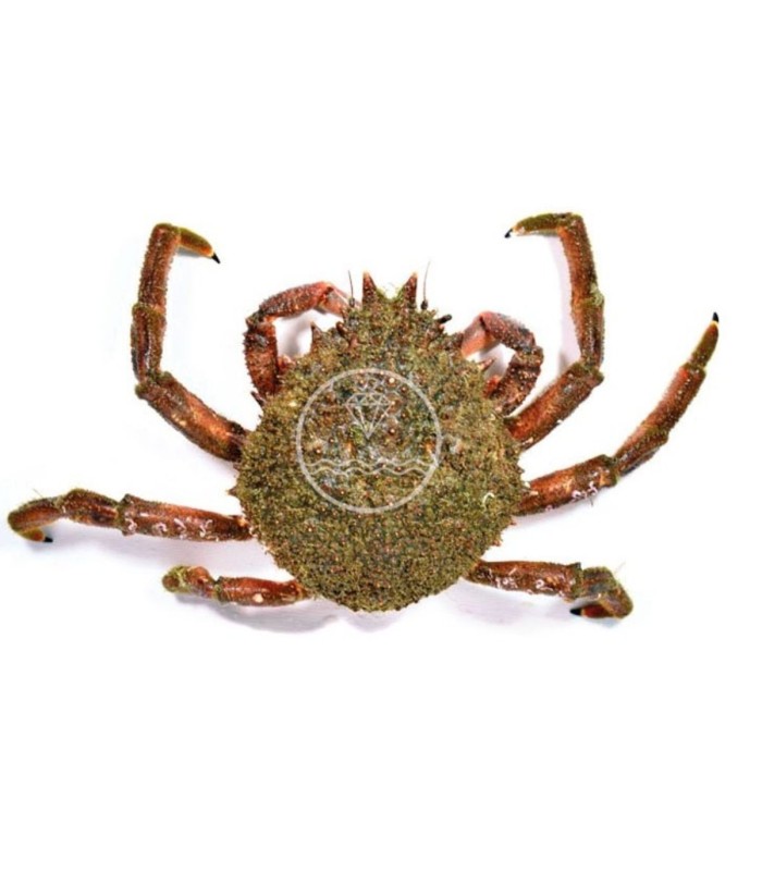 comprar marisco online | Comprar centolla gallega