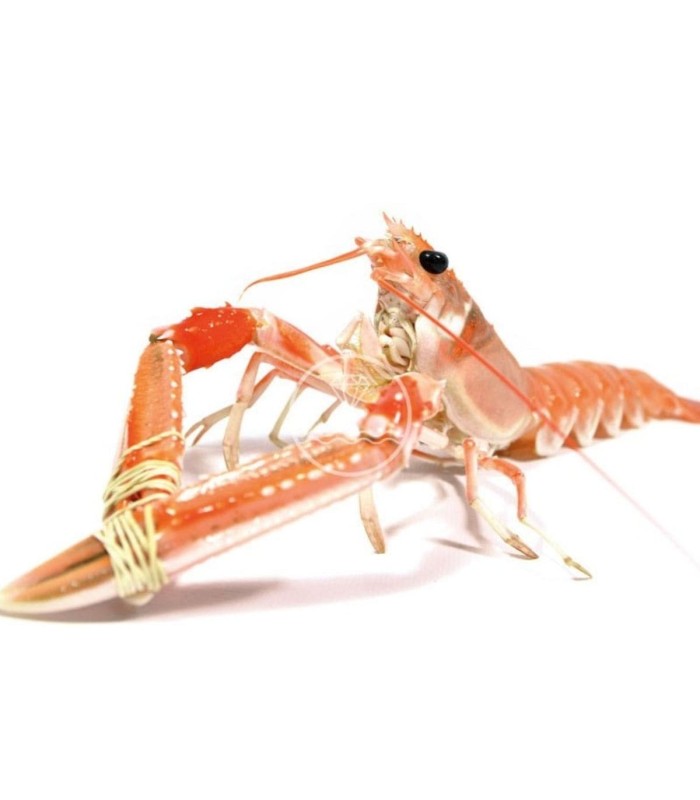 Cigala del Cantábrico especial