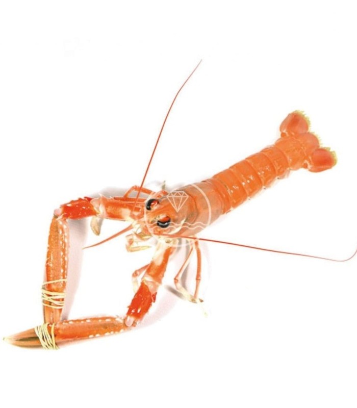 Comprar cigala del Cantábrico gorda