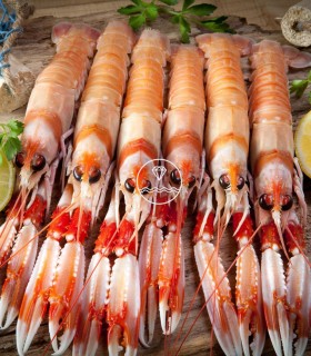 Cigala mediana del Cantábrico