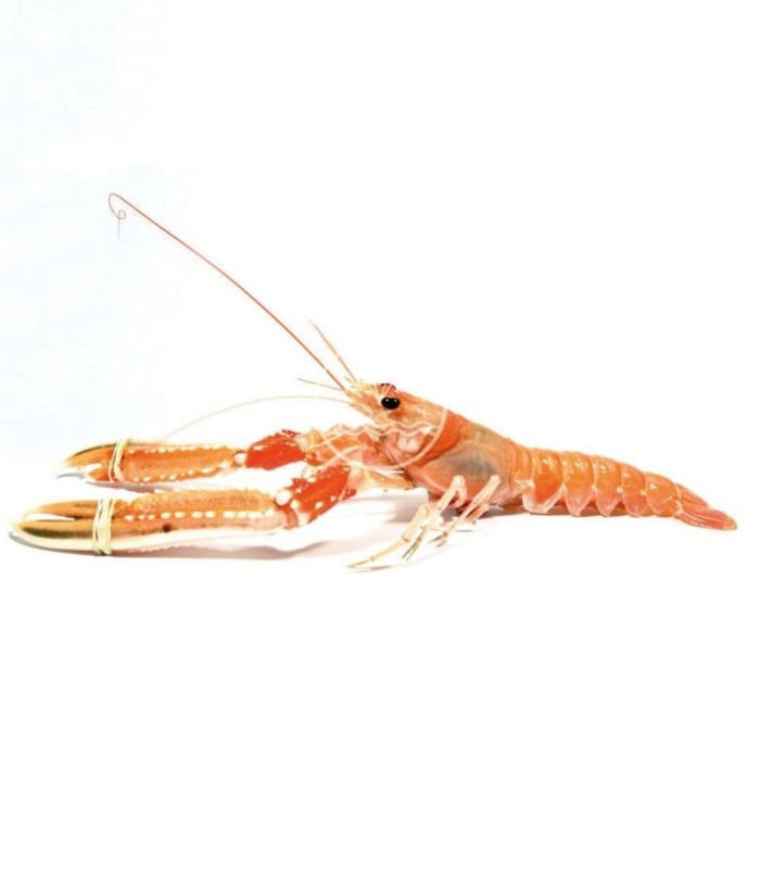 Cigala del Cantábrico mediana online