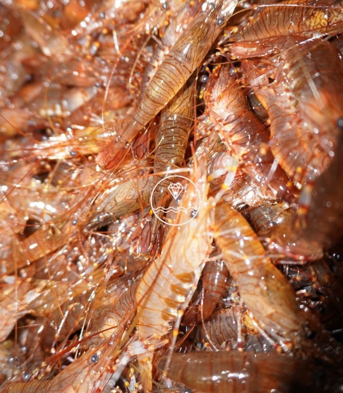 Comprar camarón extra gordo de ría | Mariscos frescos | ¡Compra ahora!