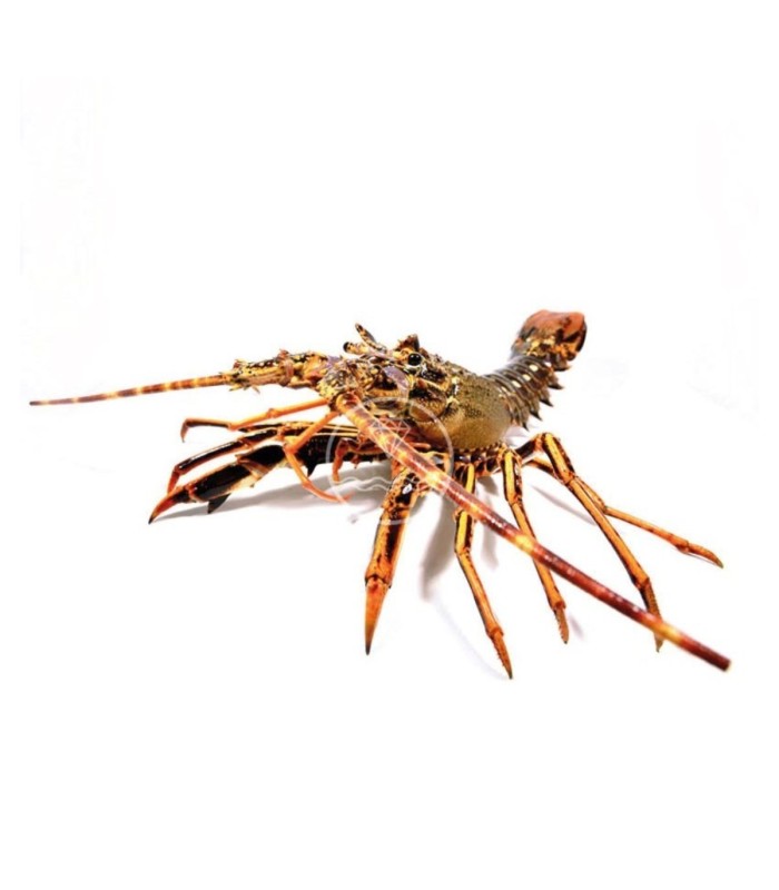 Comprar langosta real del Cantábrico
