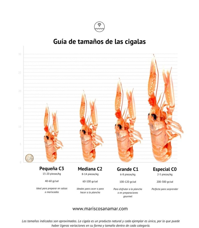 Comprar cigala viva del Cantábrico | Marisco Gallego a domicilio | ¡Compra ahora!