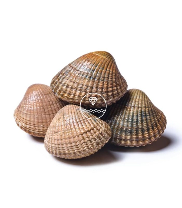 Berberecho gordo | Comprar berberecho | pescadería online