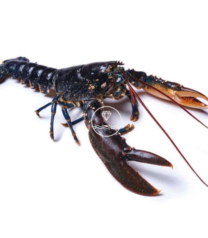 Comprar Bogavante del Cantábrico