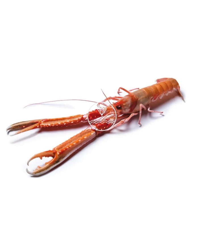 Cigala del Cantábrico mediana online