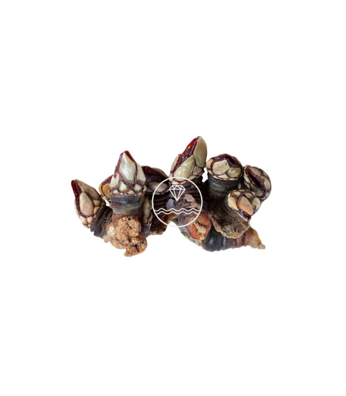 comprar percebes online | percebe mediano | percebe gallego