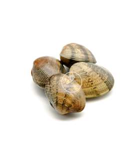 Almeja fina gallega grande | Comprar almejas online