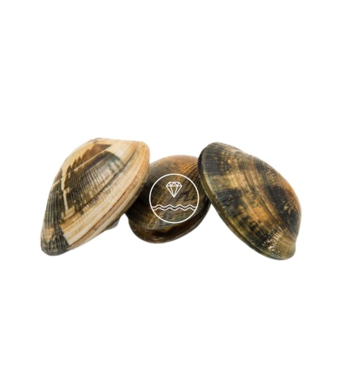 Almeja fina gallega extra | Comprar almeja fina online