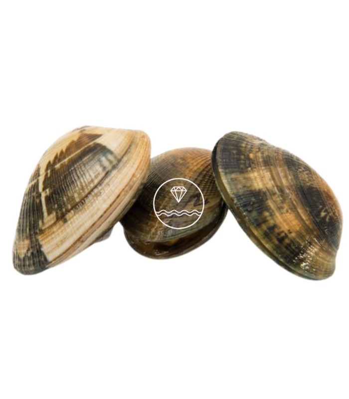 Comprar Almeja fina gallega extra+
