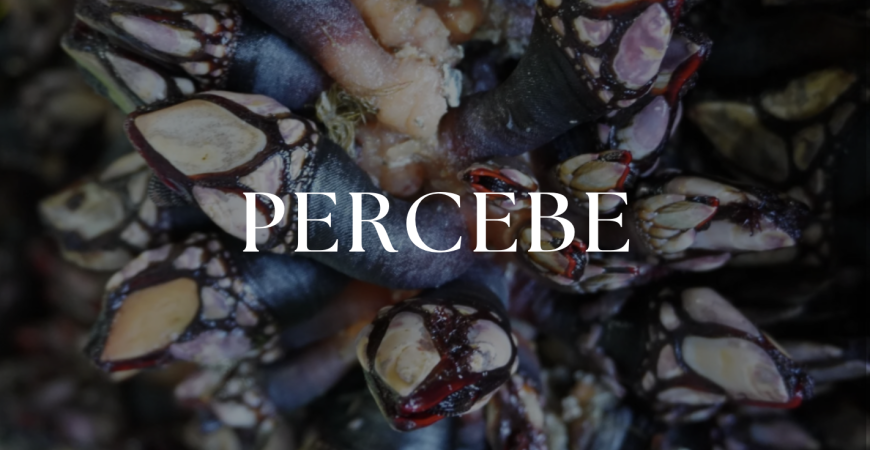 Tipos de Percebe: Conoce las Diferencias y Encuentra el de Mejor Calidad